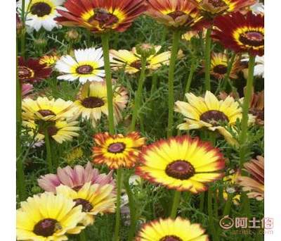 溢芳花卉园 草花种子花环菊（三色菊、茼蒿菊）优选供应商