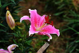 花卉