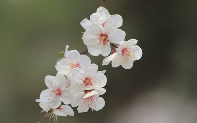 春日粉杏映芳华 杏花粉红色花卉风景高清壁纸及观赏指南