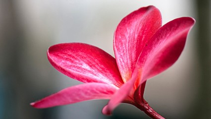 高清微距植物花卉摄影 桌面壁纸中的自然之美